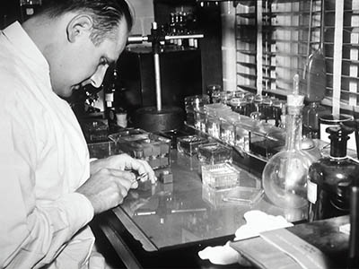 A Caucasian male technician preparing tissue to be stained and studied histologically in a laboratory. 1950